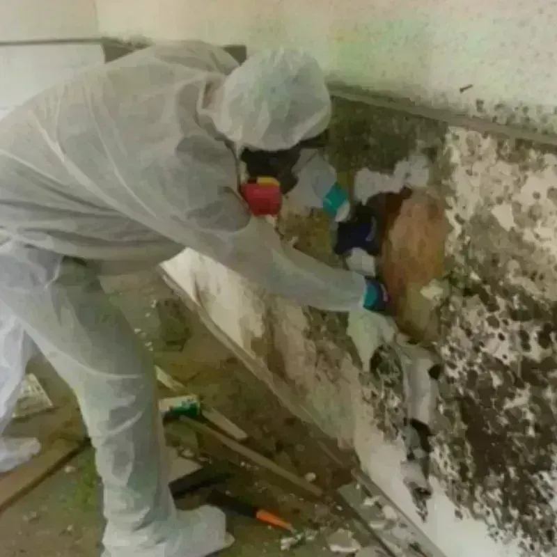 Mold Remediation and Removal in Seabrook, TX